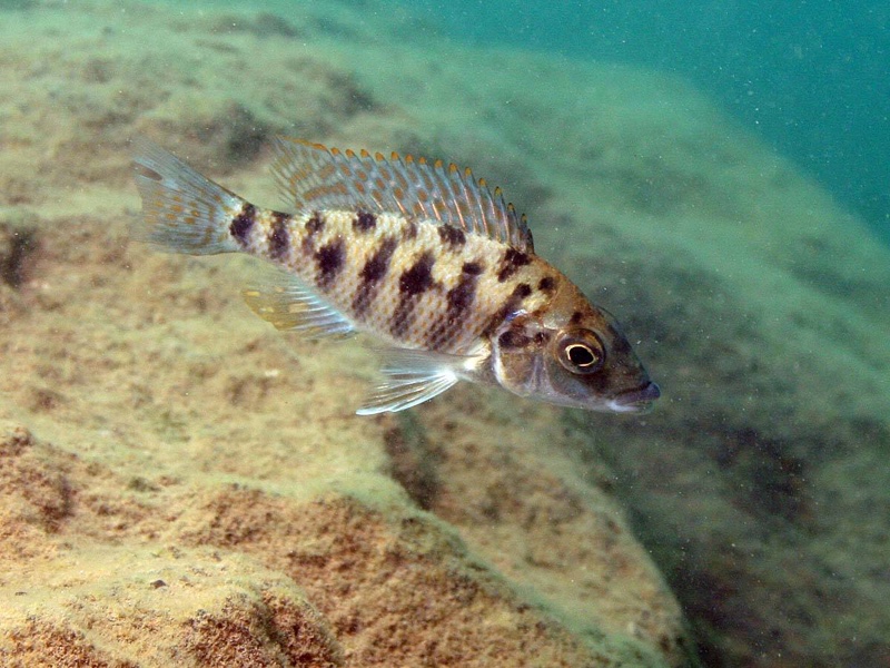 Protomelas ornatus 'Masinje'